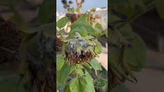 Severe Mealybug Attack on Sunflower Crop" "સૂર્યમુખીના પાકમાં મીલીબગનો ભારે હુમલો" 🌻🐛