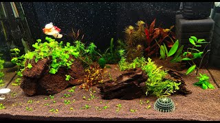 Посадил растения в 90 литровый аквариум!