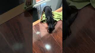 Chico nhút nhác 😂 #chihuahua  #pets #chico #cute #funnyshorts