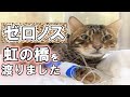 元繁殖場ベンガルのゼロノスくん、虹の橋を渡りました。