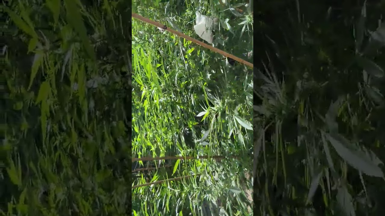 Durban Poison CSI:Humboldt