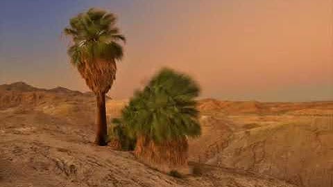 القرآن الكريم تلاوة مؤثرة بصوت حزينة جد للشيخ أحمد العبيد
