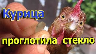 Курица проглотила стекло // Мощное пищеварение у кур (укр.)