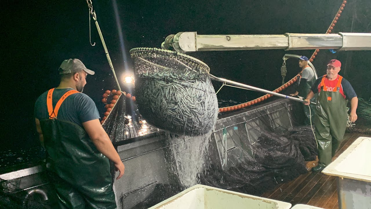 Αποστολή Voria.gr: Τα βορειοελλαδίτικα γρι γρι που ταΐζουν με γαύρο και σαρδέλα όλη τη χώρα