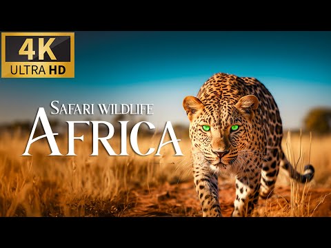 Safari Wildlife Africa Discovery Relaxation Wonderful Wildlife Movie with Relaxing Piano Music