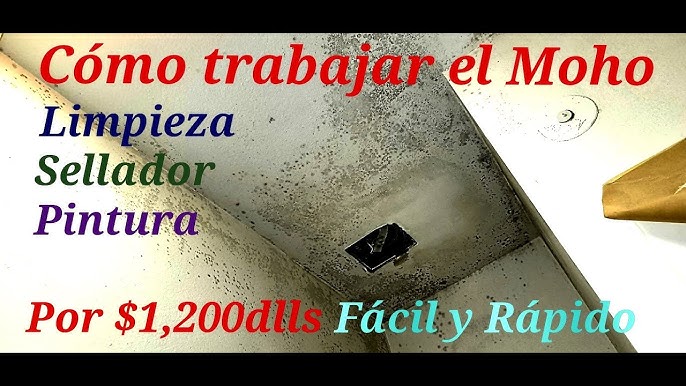 Eliminar el moho negro de la pared - FERRETERIA ORFER