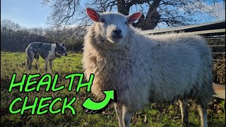 CHEAP Way to Check WORM Burden  | Egg Sampling the Sheep UK by Brimwood Farm 538 views 4 months ago 8 minutes, 26 seconds