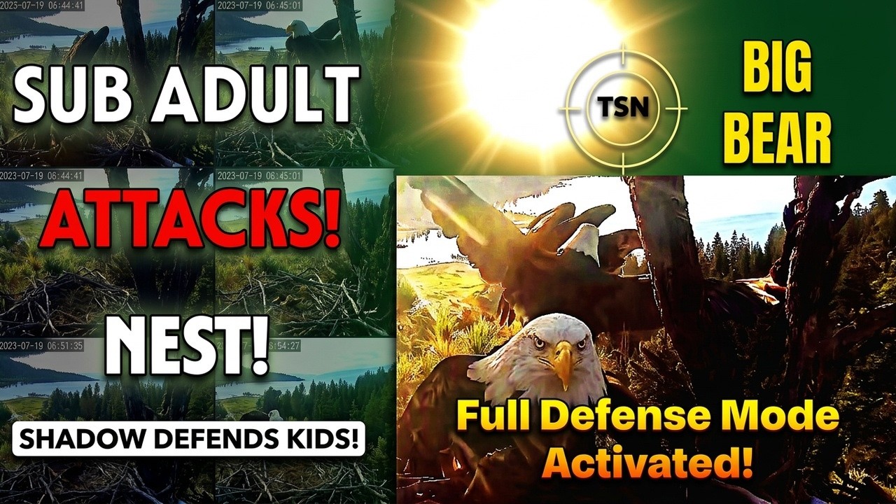 Eagle Nest Defense Behavior