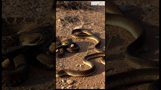 King Snake Vs. Rattlesnake Immune To Venom