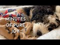 11 Week Old Mini Bernedoodle Puppy&#39;s First Month Home Part 4