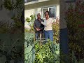 #Gardening is an art that requires practice and a commitment to learning. #veggiegarden #greenthumb