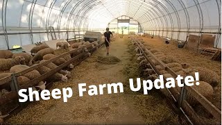 Sheep Updates and New Feed Mixer