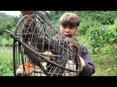 Bẫy Chim Chào Mào Siêu Phẩm Cực Chất | Dân Tộc Tây Bắc Tv