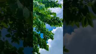 #song