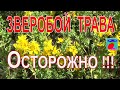 Зверобой трава. Свойства, применение, польза и вред, противопоказания.