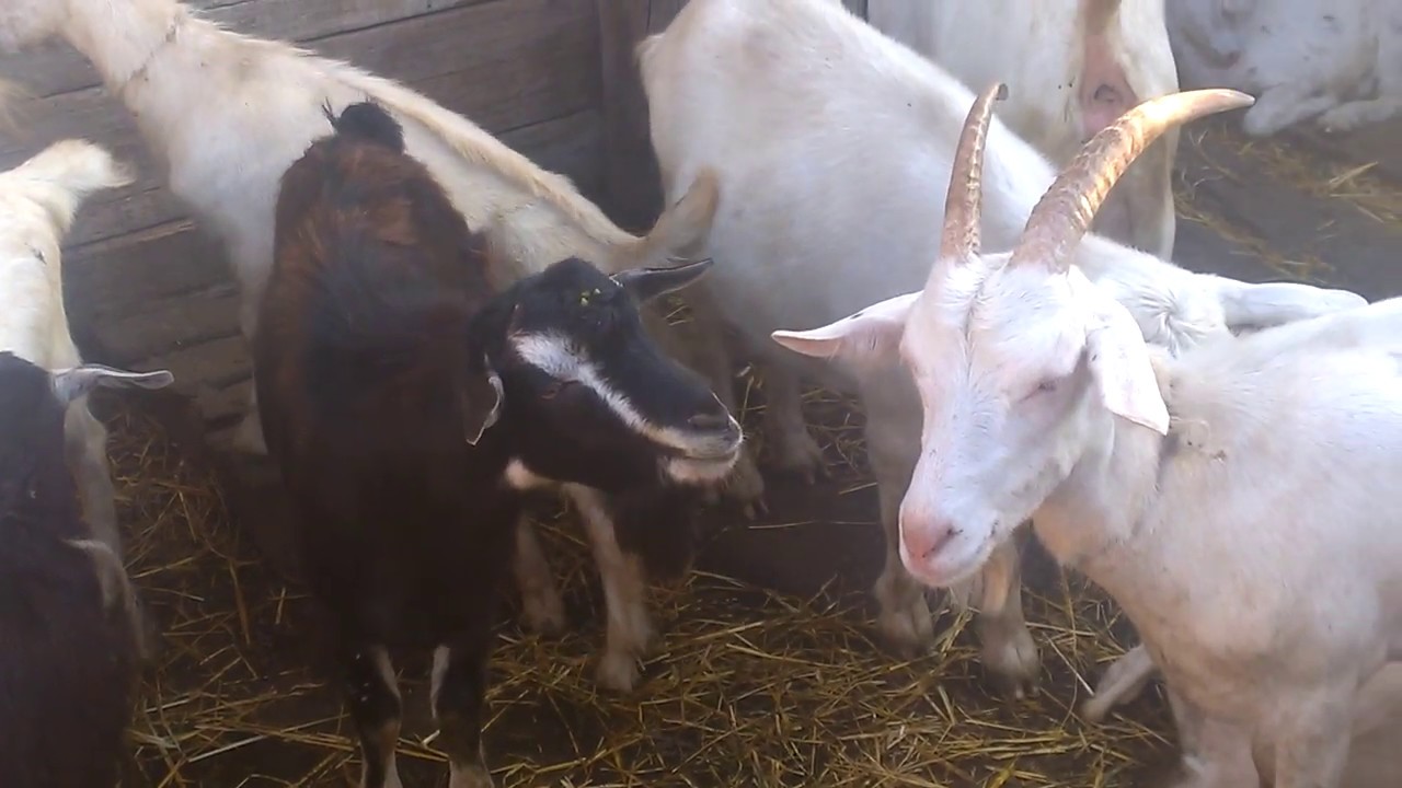 Спаривание коз крупным планом