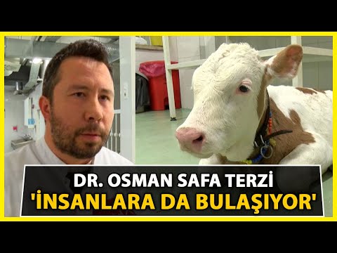 Video: Serotip sözdür?