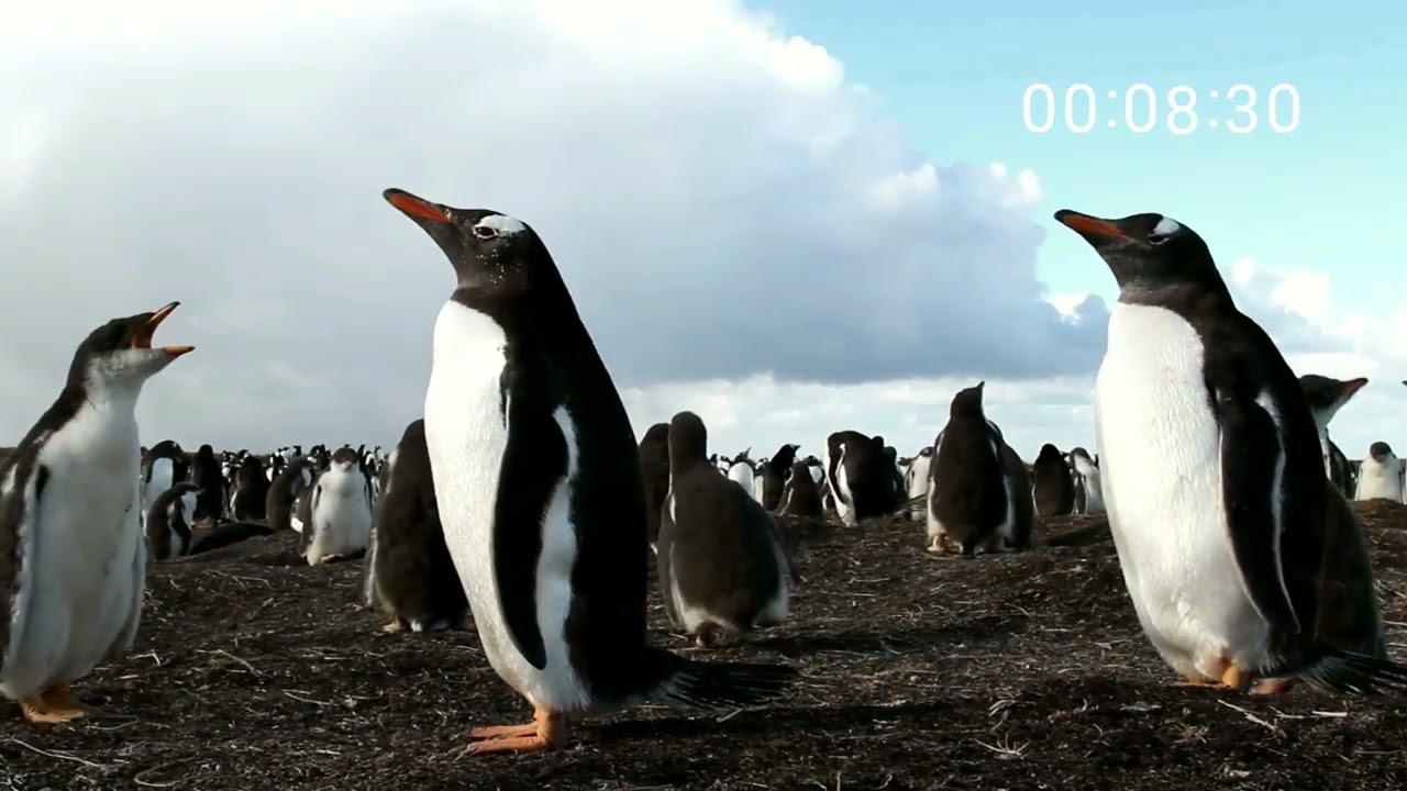 15 minute PENGUIN timer with music