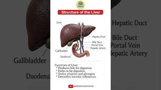 Structure of the Liver Explained #Liver #HumanBody #Anatomy #MedicalEducation #Shorts #Biology