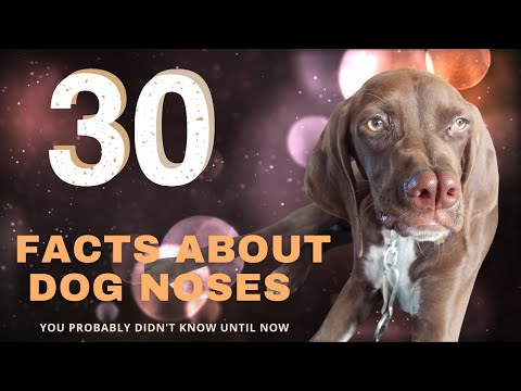 Vídeo: 30 fatos sobre narizes do cão que você provavelmente não sabia até agora