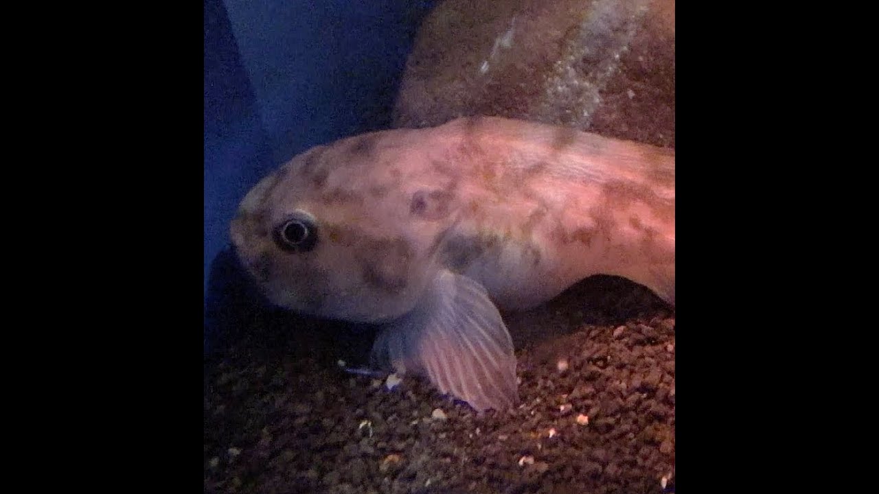 ボウズカジカ　Bouzukajika　Ebinania brephocephala　沼津港深海水族館　Numadu Deep Sea Aquarium