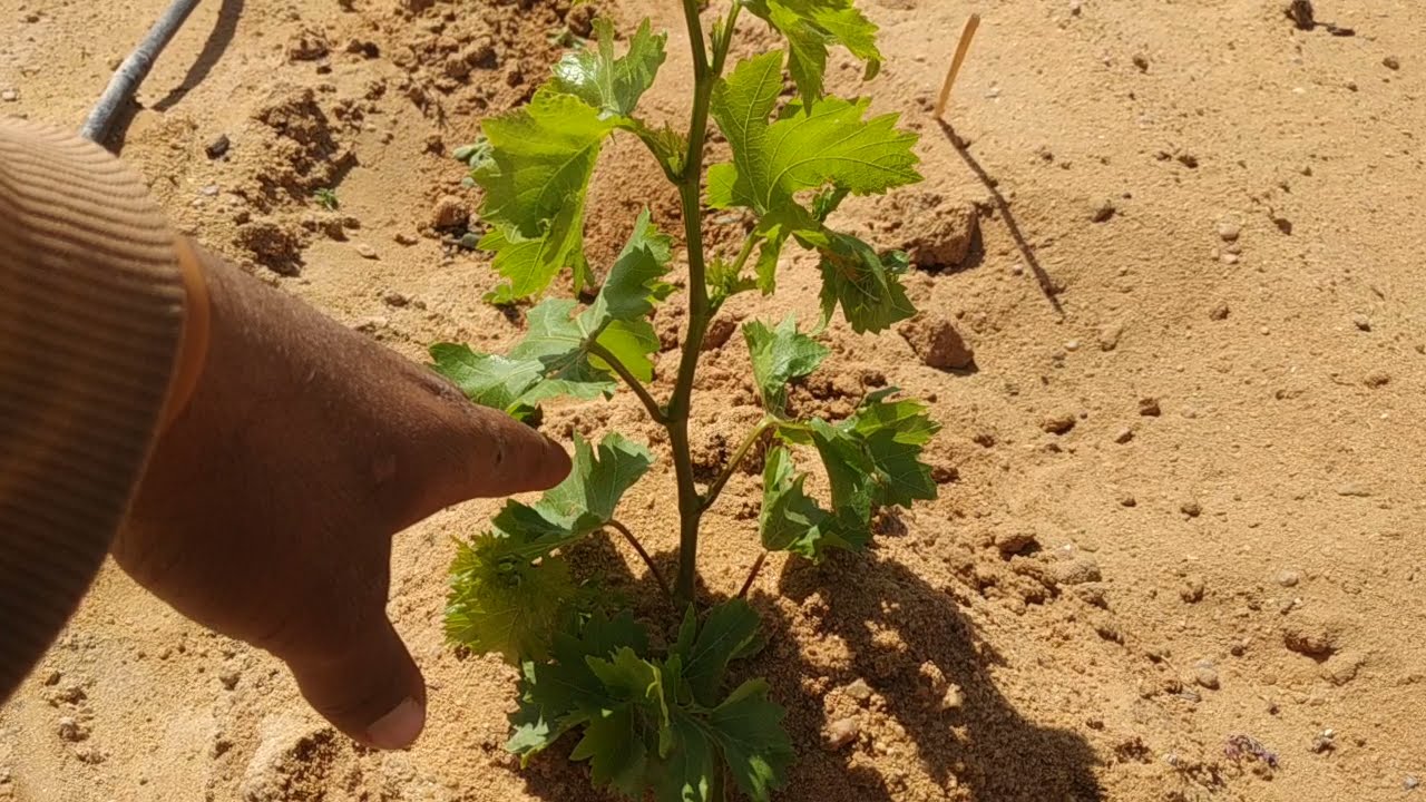 30سم في أقل من شهر عنب بلاك ماجيك نسبة النجاح 100٪