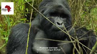 Africa2U- Mountain Gorilla