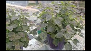 Petik & Masak Daun Mayana/ Bulunangko di Kotabaru Kalsel, Sayur Khasnya Toraja