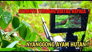 Nyanggong ayam hutan jantan dan betina ayamnya terbang di atas saya ❗️  Berburu ayam hutan