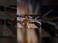 Ryse Son Of Rome Edit Crytek Rysesonofrome Ryse Son Of Rome Edit Crytek Rysesonofrome