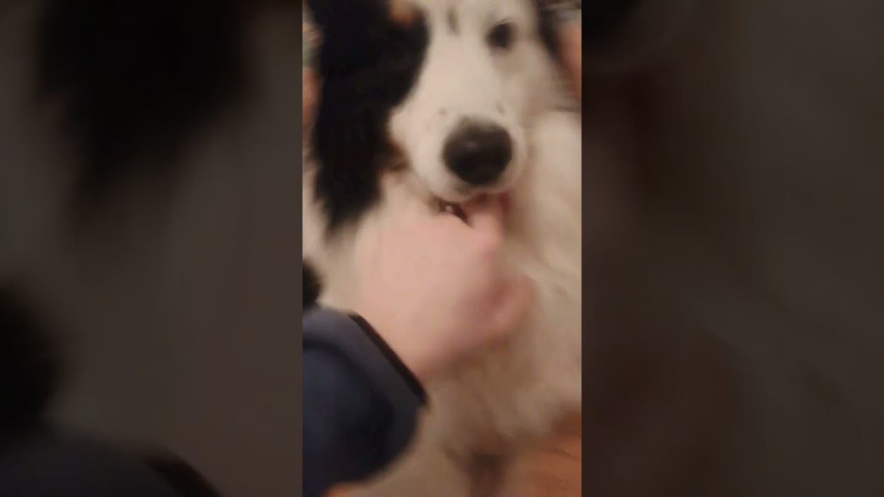 Sa Langue Est Bizarre Pourtoi Humour Drole Chien