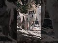 DOG helping nature #history #movie #story #film #horrorstories #dog #facts