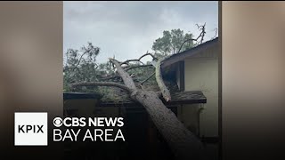 Monterey Homeowner Pleads To City To Prevent Repeat After Tree Fell Into Home