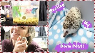 Meet My Dorm Pets!! by Liv Chambliss 155,973 views 7 years ago 14 minutes, 5 seconds