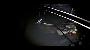 (P.10) Câu cá lóc đêm bằng vịt con cá táp quá sung. Snakehead Fishing At Night By Ducklings. Part 10