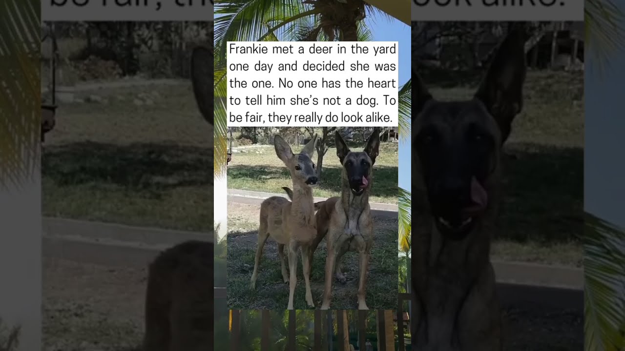 She S Not A Dog Anymore Shorts Funny
