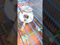 finches eggs day 11 snow white finches #birds #birdsmarket #breedingpair #birdlovers #shortsviral