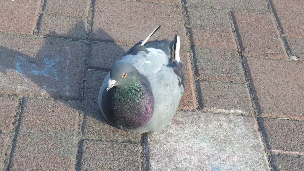 Голубь Воркует Очень Помогает для Учёбы, Усвоения Информации и ...