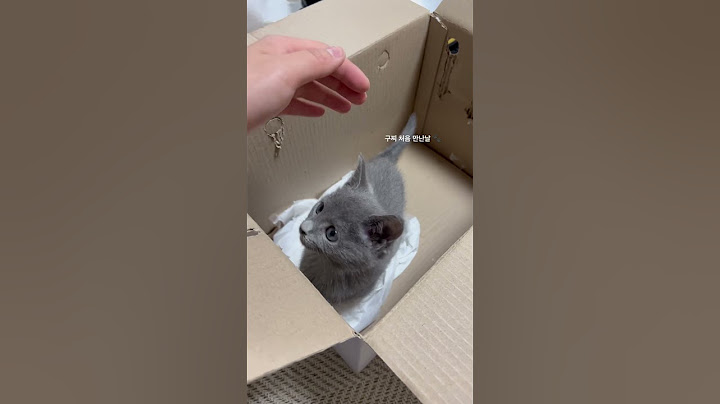 애기 러시안 블루 입양기
