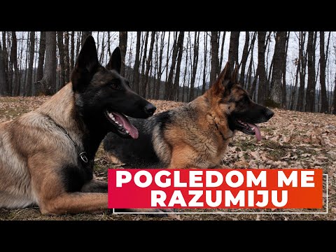 Video: Razlika Između Belgijskog Tervurena I Njemačkog Ovčara