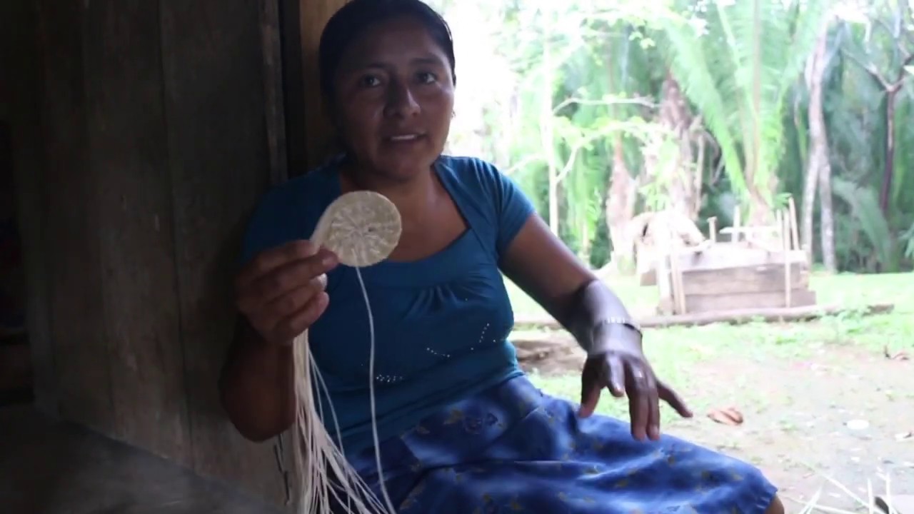 Jippijappa JipiJapa Basket and Daily Life in its Making - Belize - Jipijapa Palm ...