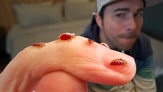 Bed Bugs- What You've Been Told is Totally False by Mark Rober 28,623,424 views 9 months ago 23 minutes