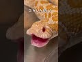 𝔻𝕀𝔻 𝕊𝕆𝕄𝔼𝔹𝕆𝔻𝕐 𝕊𝔸𝕐 𝕊𝔸𝕃𝔸𝕄𝕀 Salami Meme Funny Fyp Foryou GalaxyExotics