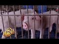 大棚竟然是用来养猪的？种菜养猪两手抓，一年创收3.3亿元！ | CCTV「致富经」20201110