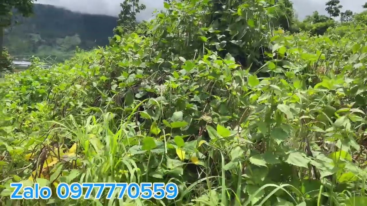 Khoảng gần 4 hả đất đen giá 105 tr hết đất #datgiare 