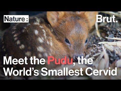 Video: Ce este un pudu chilian?