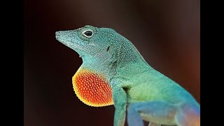 Island Groove:  Tracking The Jamaican Anole I
