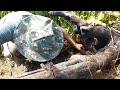 Unbelievable There Is Lots Of Fish Under Dead Tree | Traditional Fishing By Best Hand