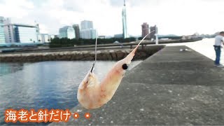 都会の堤防から見事な大物が釣れた(405話目)原直子さん