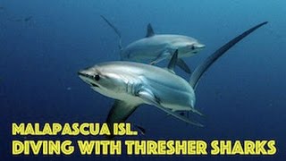 MALAPASCUA ISLAND, PARADISE....THRESHER SHARKS!